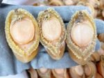 養殖吉品鮑魚 ( 36-40 頭 )