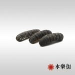 非洲特大禿參 (5-7枝)